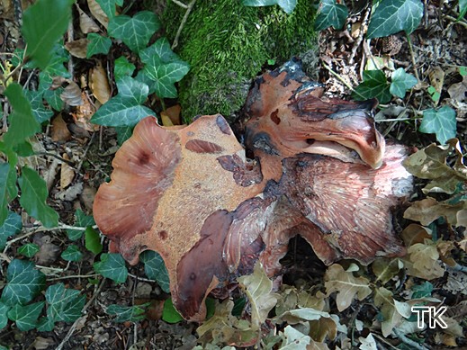Fistulina hepatica - Leberreischling