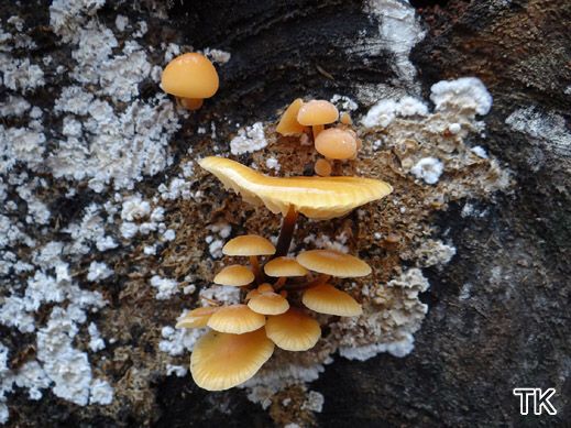 Flammulina velutipes - Samtfußrübling