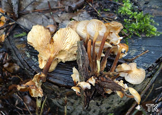 Flammulina velutipes Gemeiner Samtfußrübling
