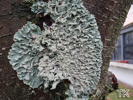 Flavoparmelia caperata - Caperatflechte