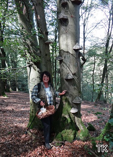 Fomes fomentarius - Zunderschwamm