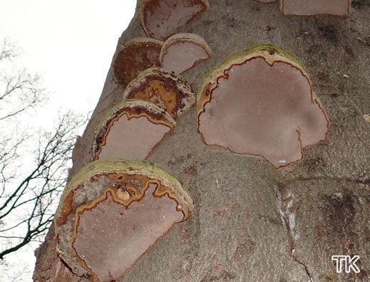 Fomes fomentarius - Zunderschwamm