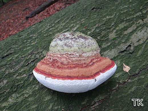 Fomes fomentarius - Zunderschwamm