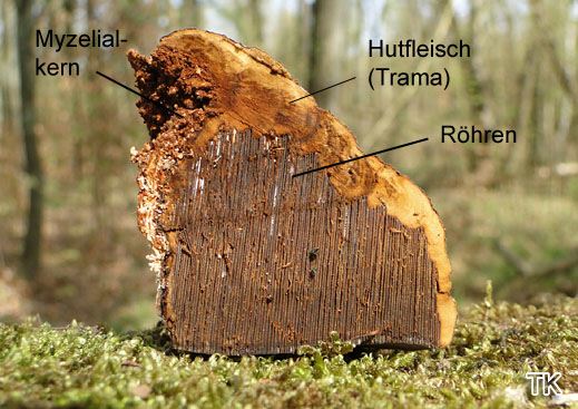 Fomes fomentarius - Zunderschwamm