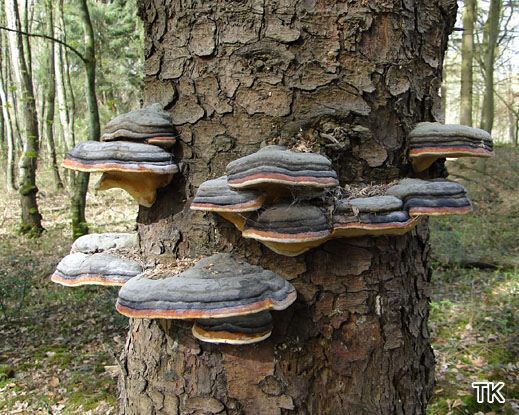 Fomitopsis pinicola - Rotrandiger Baumschwamm