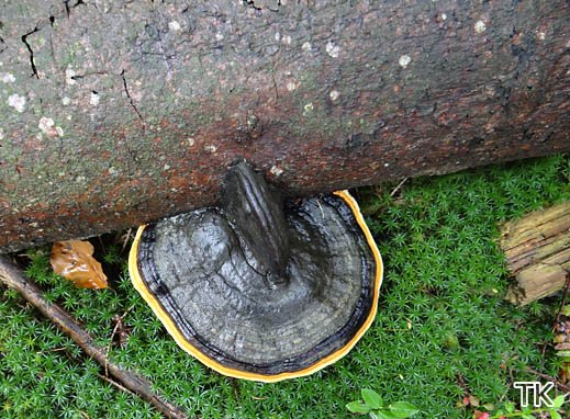Rotrandiger Baumschwamm (Fomitopsis pinicola)