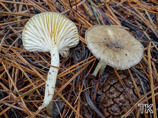 Hygrophorus hypothejus - Frostschneckling