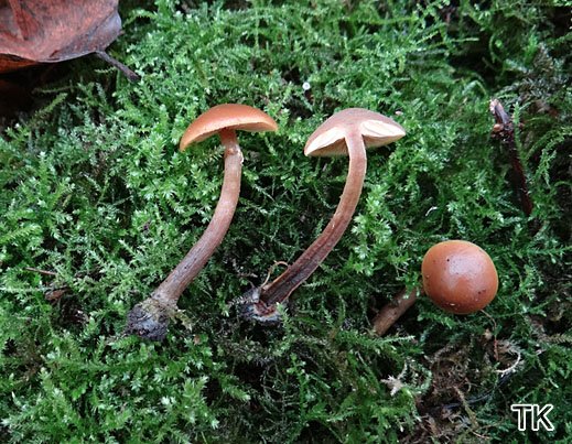 Galerina marginata - Gifthäubling