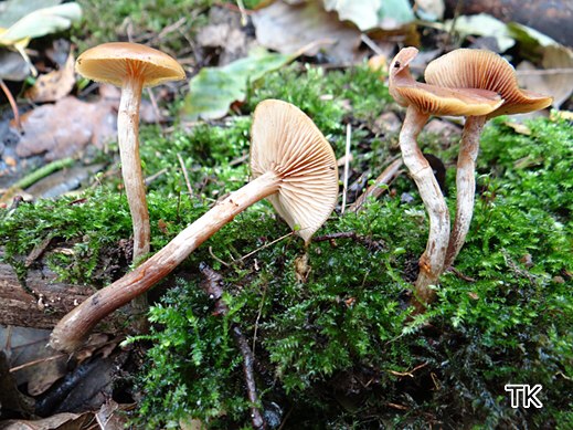 Galerina marginata - Gifthäubling
