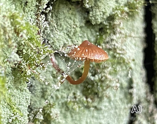 Galerina triscopa - Spitzkegeliger Häubling