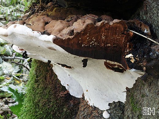 Ganoderma applanatum - Flacher Lackporling