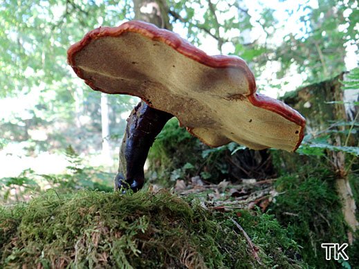 Ganoderma lucidum - Glänzender Lackporling
