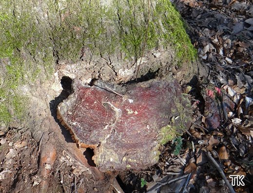 Ganoderma resinaceum - Harziger Lackporling