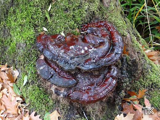 Ganoderma resinaceum - Harziger Lackporling