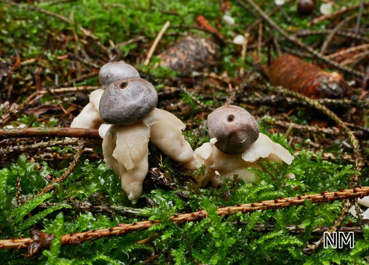 Kleiner Nesterdstern (Geastrum quadrifidum)