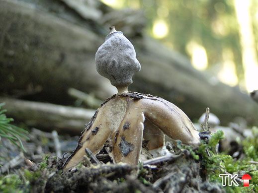 Kleiner Nesterdstern (Geastrum quadrifidum)