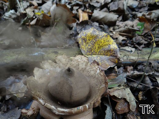 Geastrum triplex - Halskrausen-Erdstern