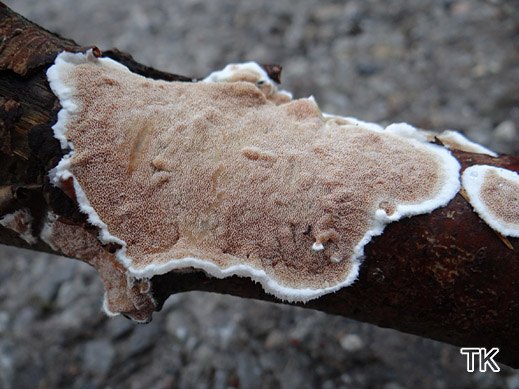 Gloeoporus dichrous - Zweifarbiger Gloeoporling