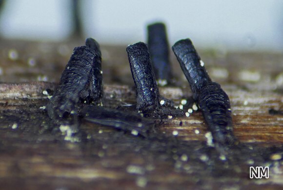 Keilförmiger Kohlenpilz (Glyphium elatum)