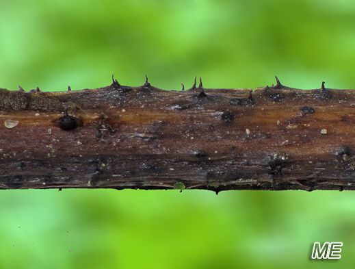 Gnomonia cerastis - Geschnäbelter Ahorn-Kugelpilz