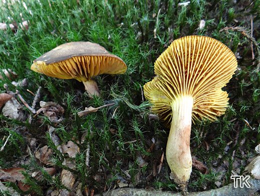 Phylloporus pelletieri - Goldblatt