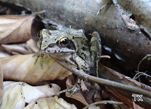 Grasfrosch