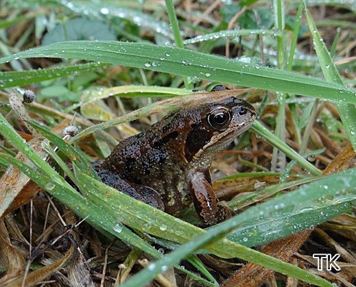 Rana temporaria - Grasfrosch