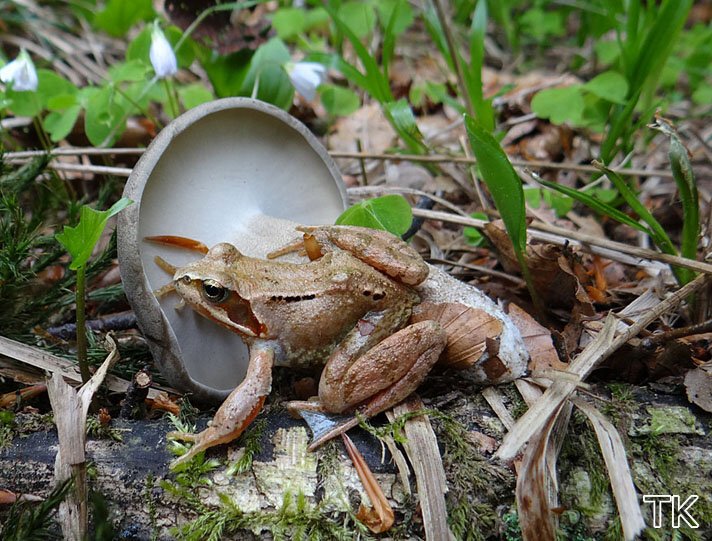 Maiporling (Polyprorus ciliatus)