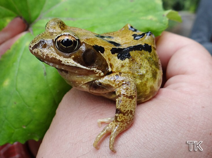Grasfrosch