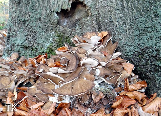 Grifola frondosa - Klapperschwamm