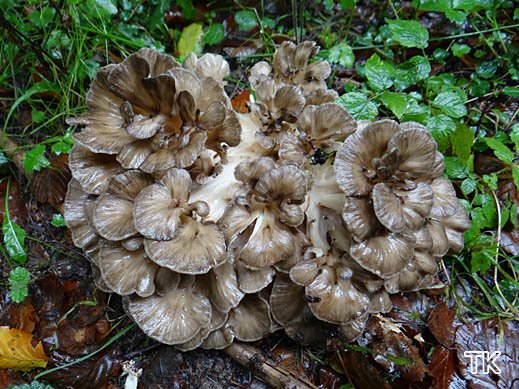 Klapperschwamm (Grifola frondosa)