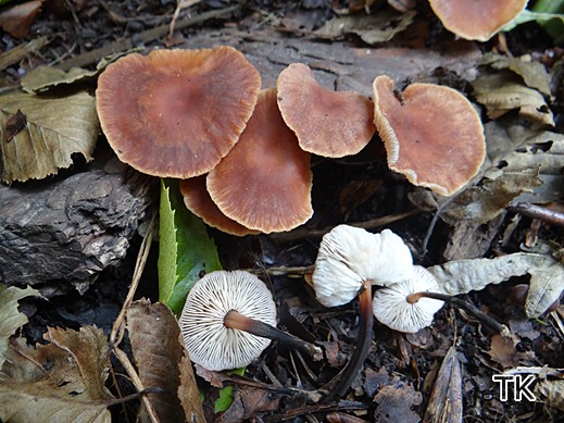 Gymnopus brassicolens - Kohlstinkschwindling