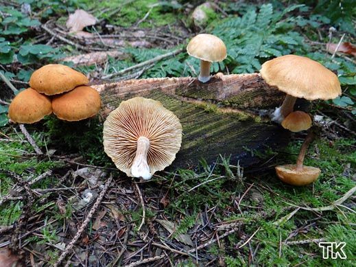 Gymnopilus sapineus - Samtschuppiger Tannenflämmling