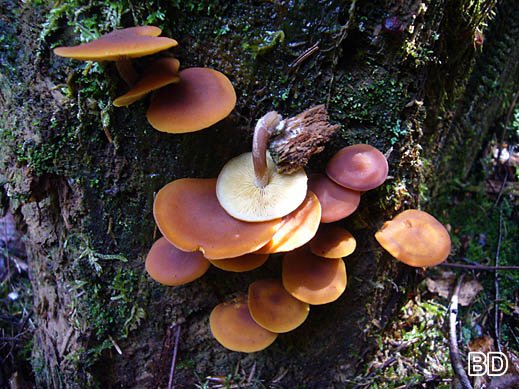 Gymnopilus sapineus - Samtschuppiger Tannenflämmling