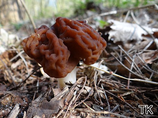 Gyromitra esculenta - Frühjahrslorchel