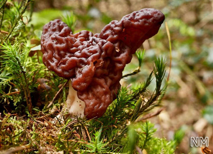 Fruehjahrslorchel (Gyromitra esculenta)