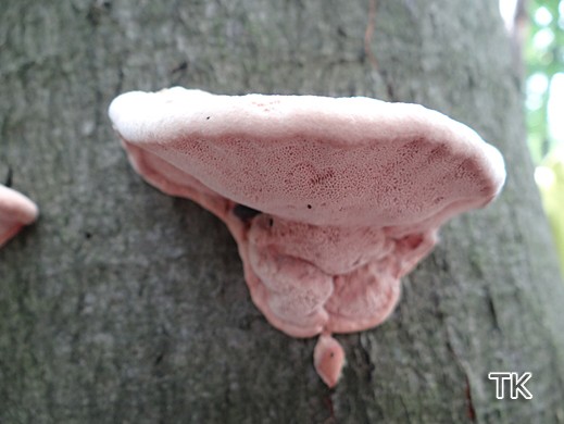 Hapalopilus rutilans - Zimtfarbiger Weichporling