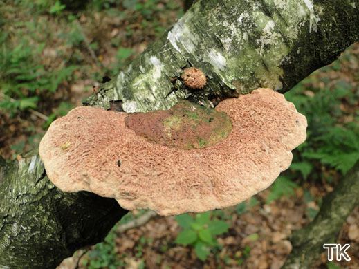 Hapalopilus rutilans - Zimtfarbener Weichporling