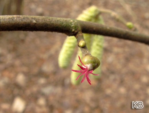 Vorfrühling (weibliche Haselblüte) Vorfrühling (weibliche Haselblüte)