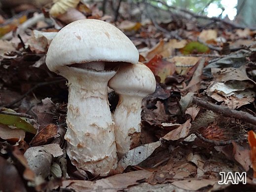 Wurzelnder Marzipanfälbling (Hebeloma radicosum)