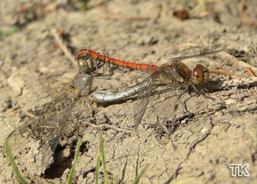 Große Heidelibelle (Sympetrum striolatum)