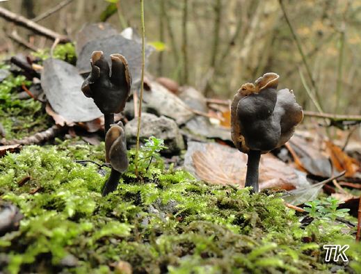 Helvella atra - Schwarze Lorchel