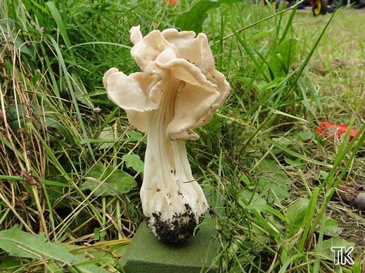 Herbstlorchel - Helvella crispa