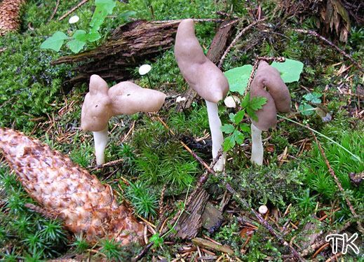 Helvella elastica