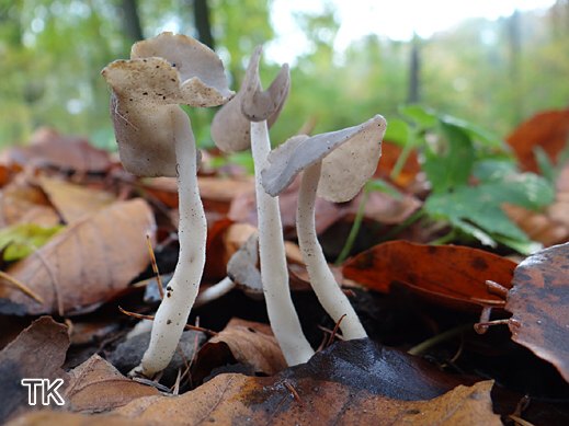 Helvella ephippium - Sattellorchel