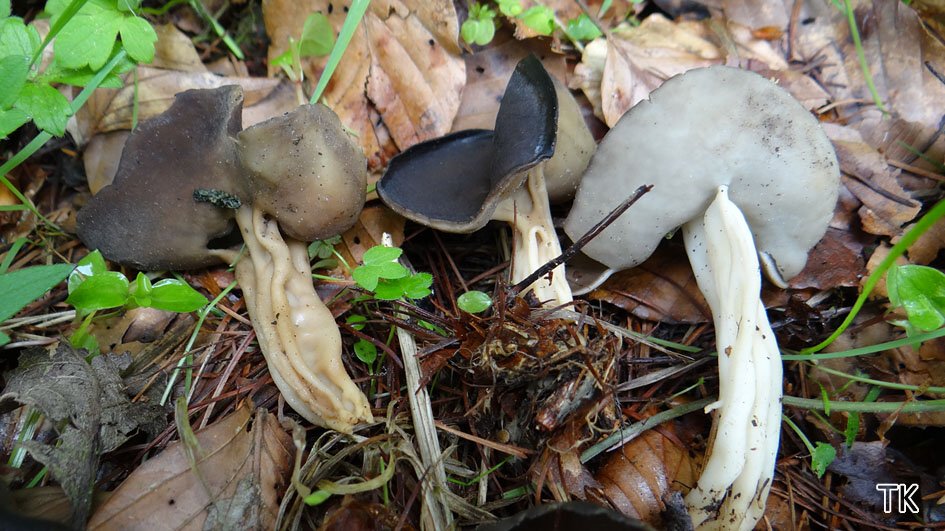 Helvella queletii