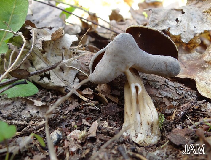 Rippenstielige Lorchel (Helvella queletii)