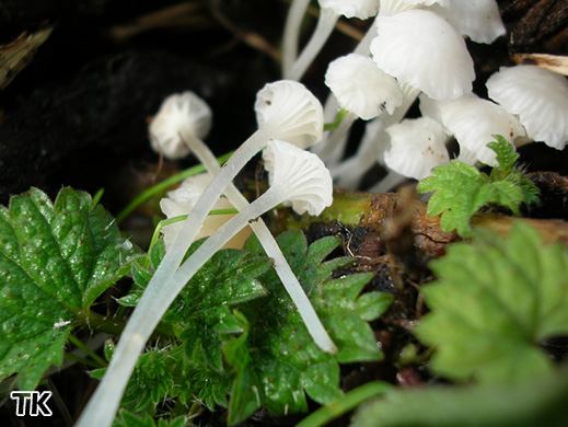 Hemimycena candida - Beinwell-Scheinhelmling
