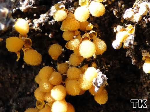 Hemitrichia clavata