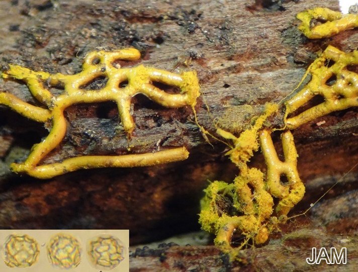 Netzschleimpilz (Hemitrichia serpula)